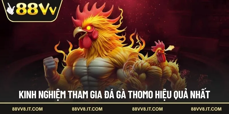 Kinh nghiệm tham gia đá gà Thomo hiệu quả nhất